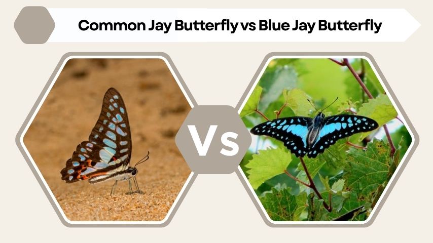 Common Jay Butterfly vs Blue Jay Butterfly