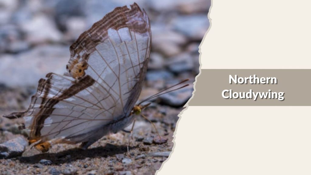 Northern Cloudywing