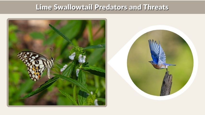 Lime Swallowtail Predators and Threats