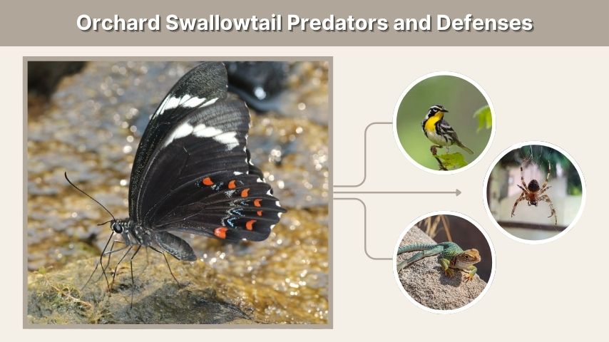 Orchard Swallowtail Predators and Defenses