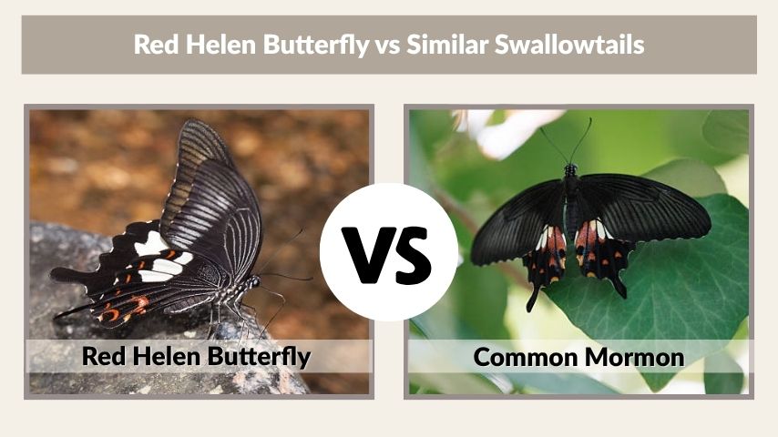 Red Helen Butterfly vs Similar Swallowtails