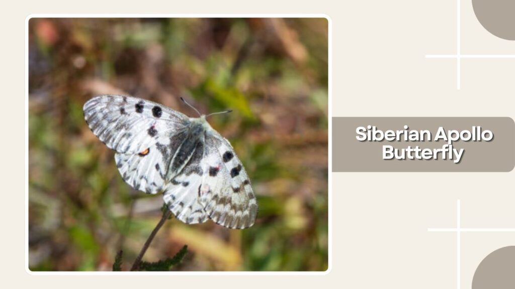 Siberian Apollo Butterfly