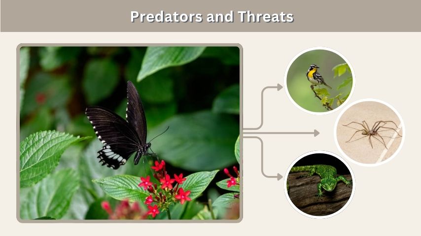 Predators and Threats