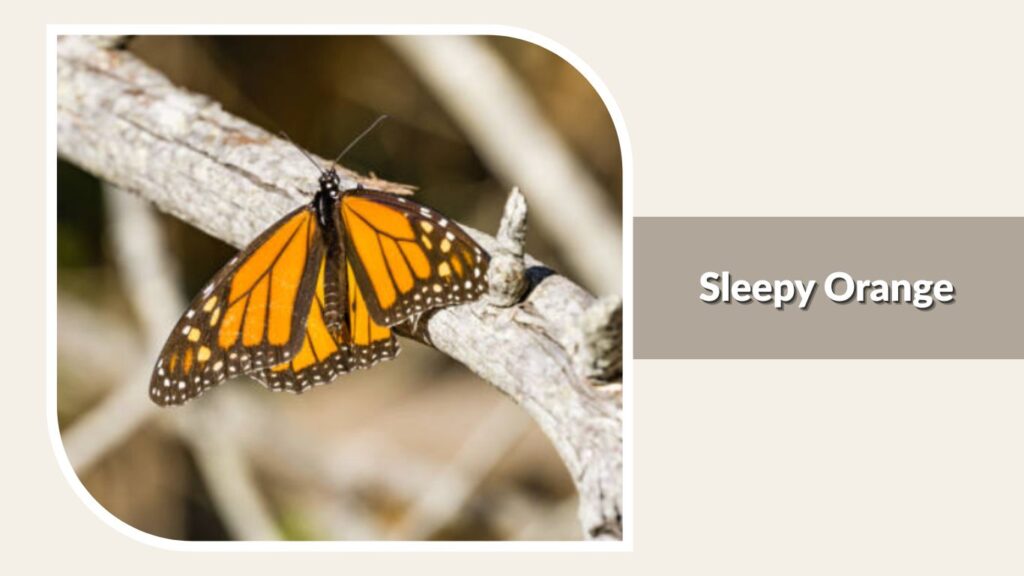 Sleepy Orange