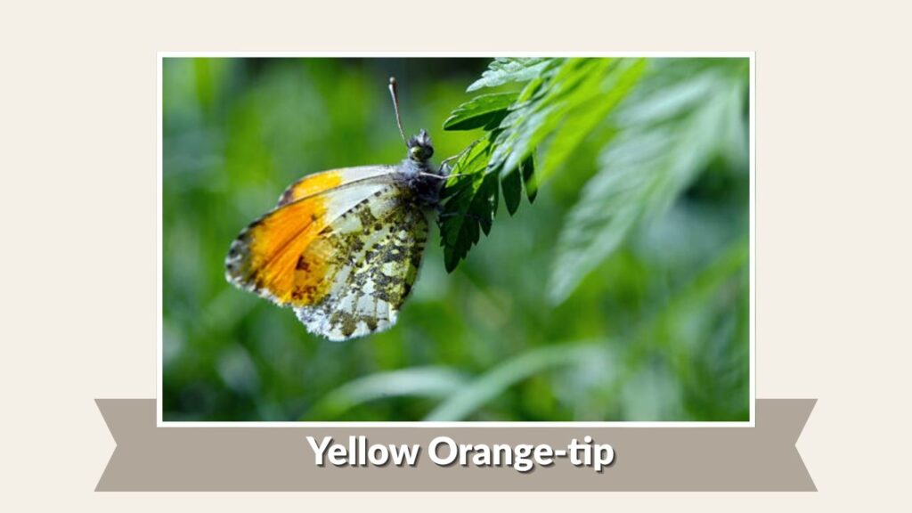Yellow Orange-tip