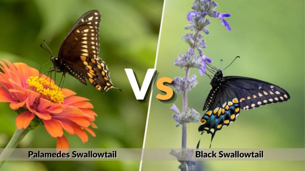 Palamedes Swallowtail vs Black Swallowtail