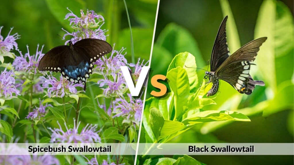 Spicebush Swallowtail vs Black Swallowtail
