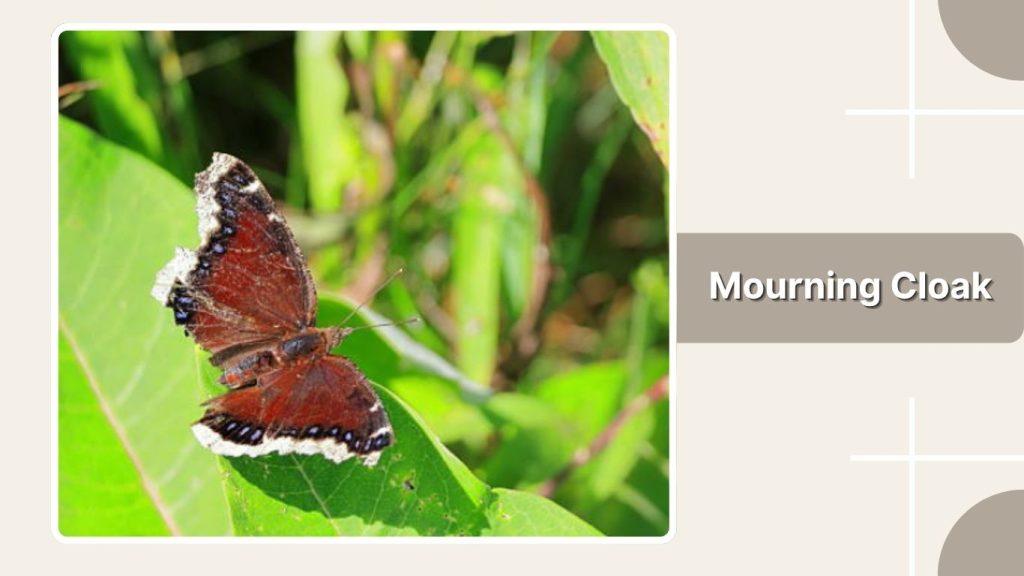 Mourning Cloak