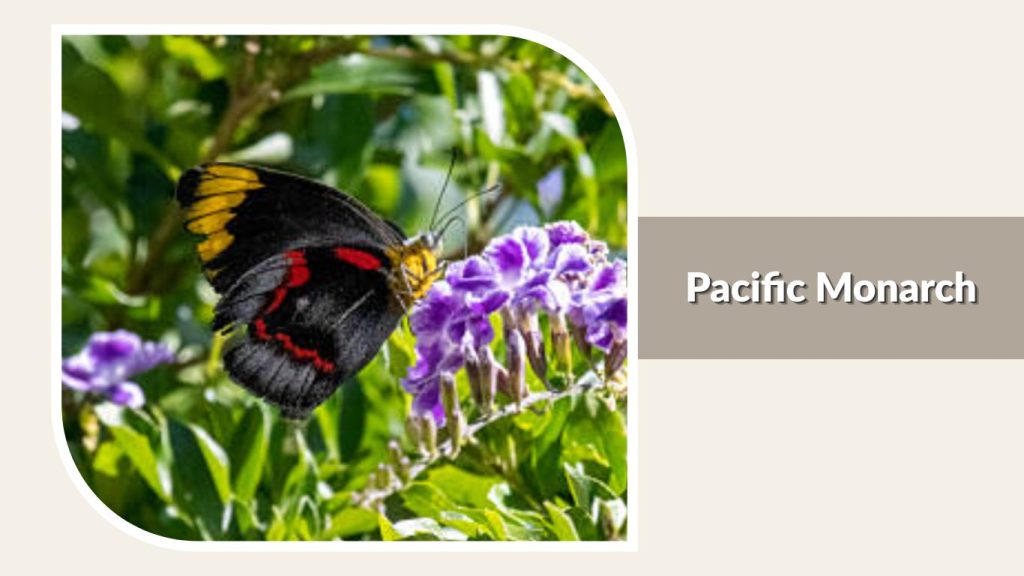 Pacific Monarch