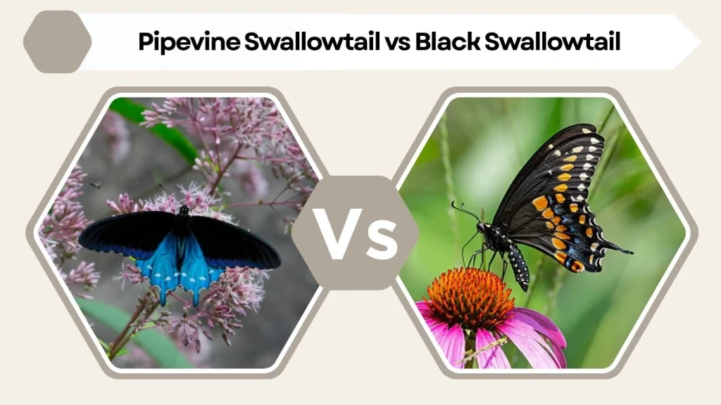 Pipevine Swallowtail vs Black Swallowtail