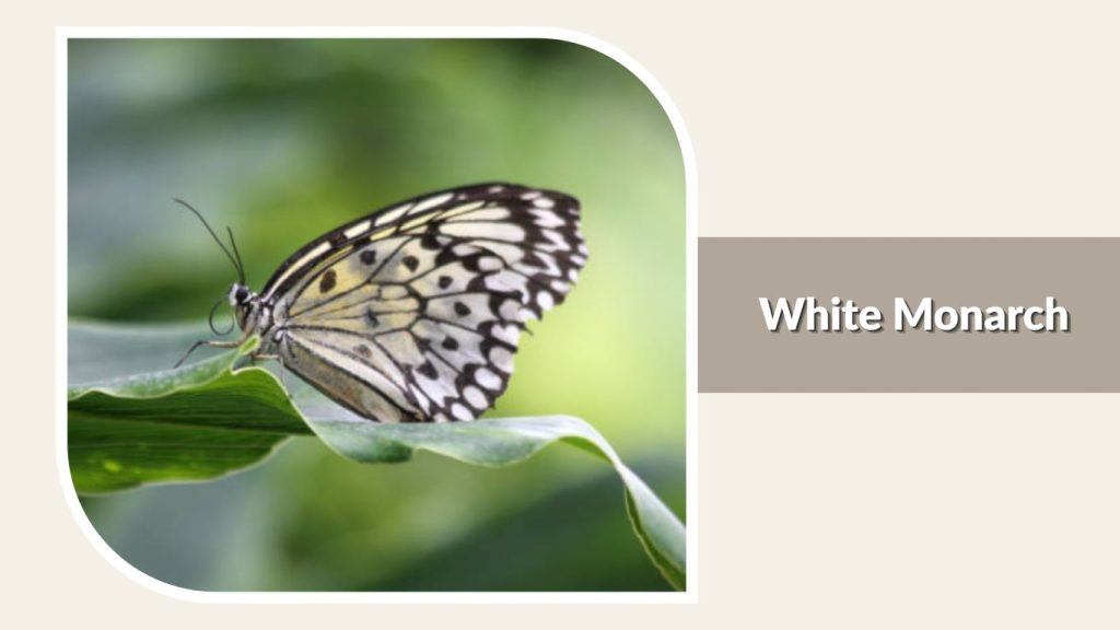  White Monarch