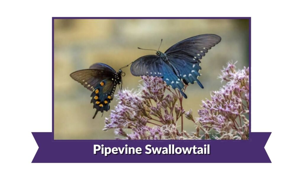 Pipevine Swallowtail