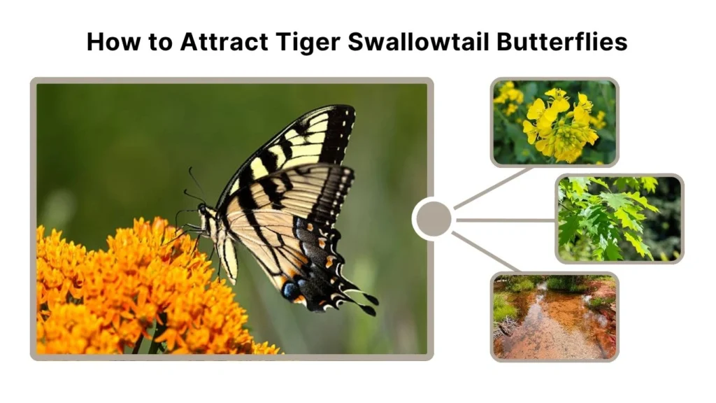 How to Attract Tiger Swallowtail Butterflies
