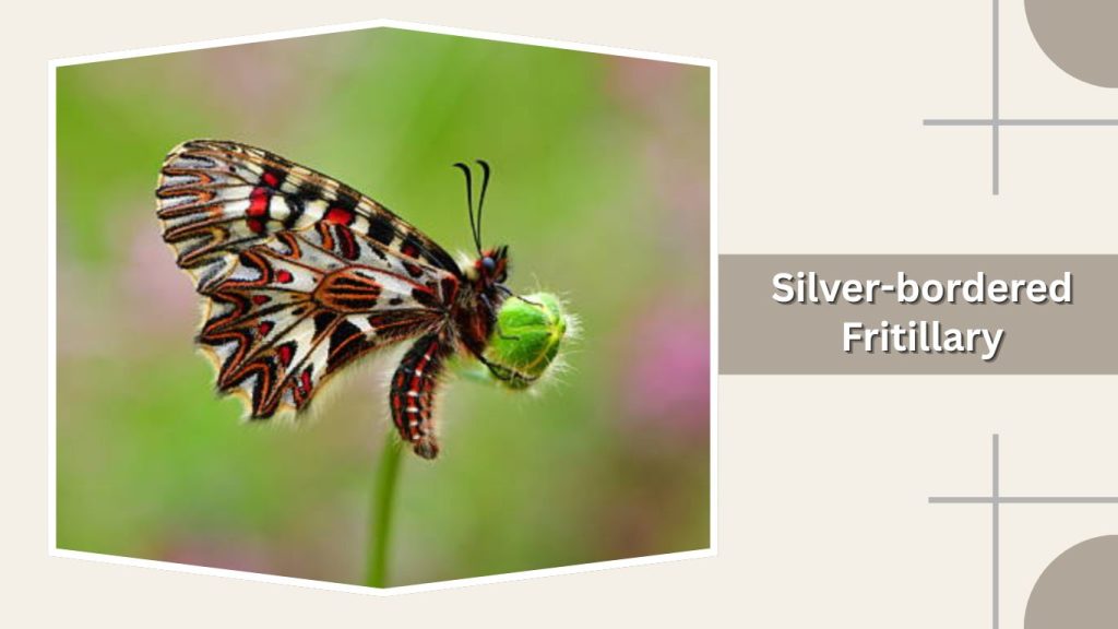 Silver-bordered Fritillary