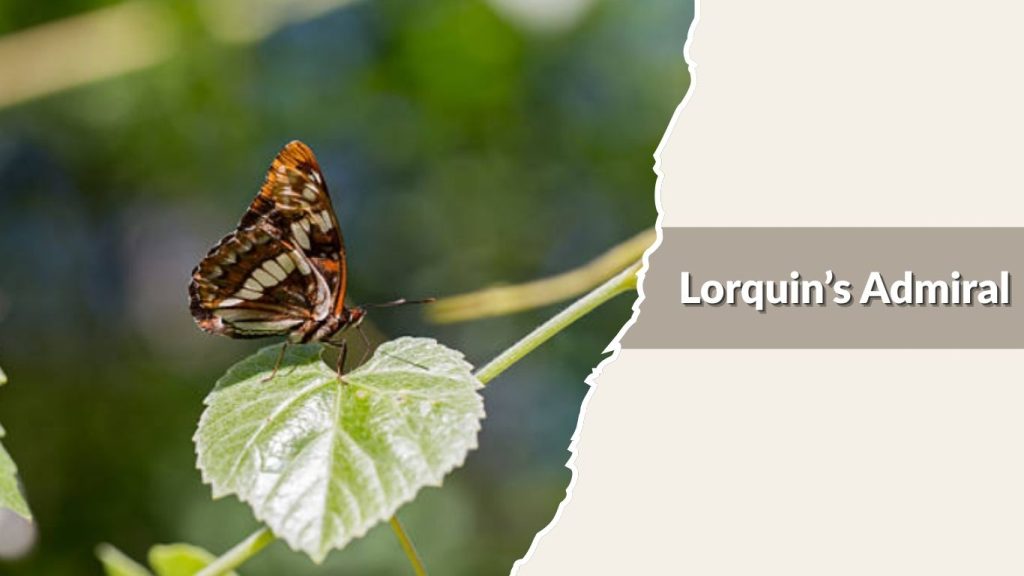 Lorquin’s Admiral