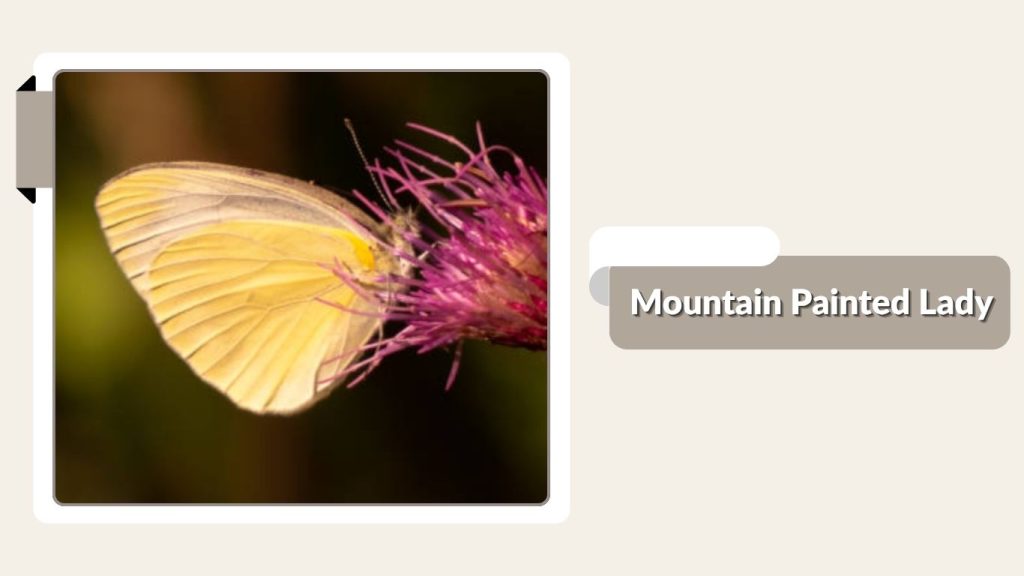  Mountain Painted Lady