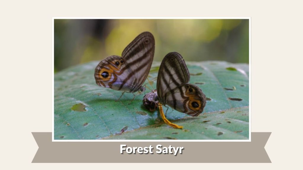 Forest Satyr