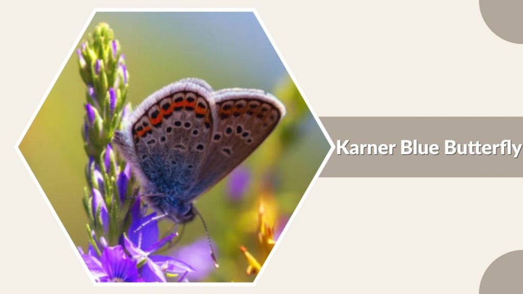 Karner Blue Butterfly