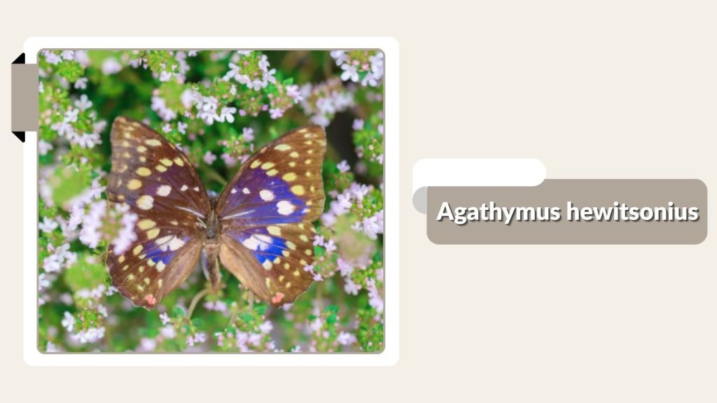 Agathymus hewitsonius