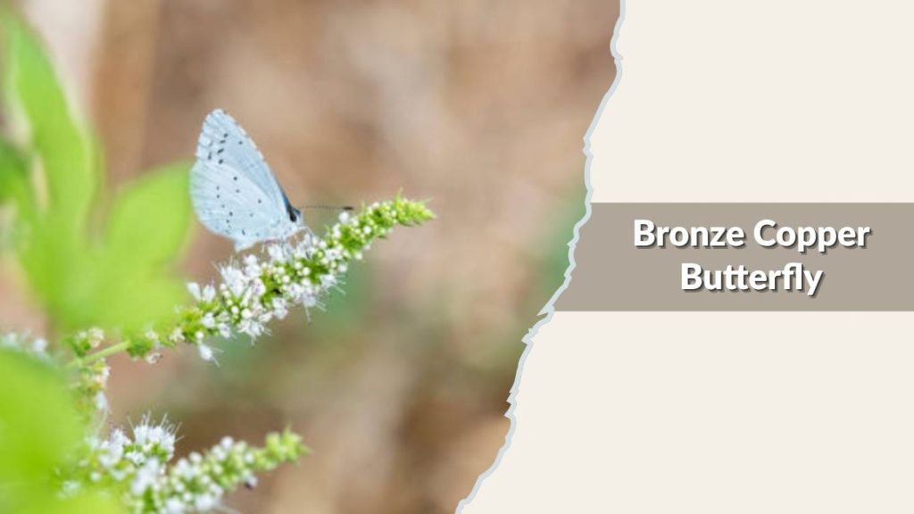 Bronze Copper Butterfly