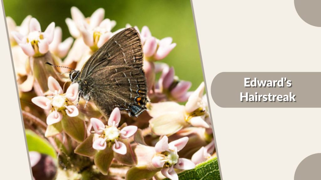 Edward’s Hairstreak