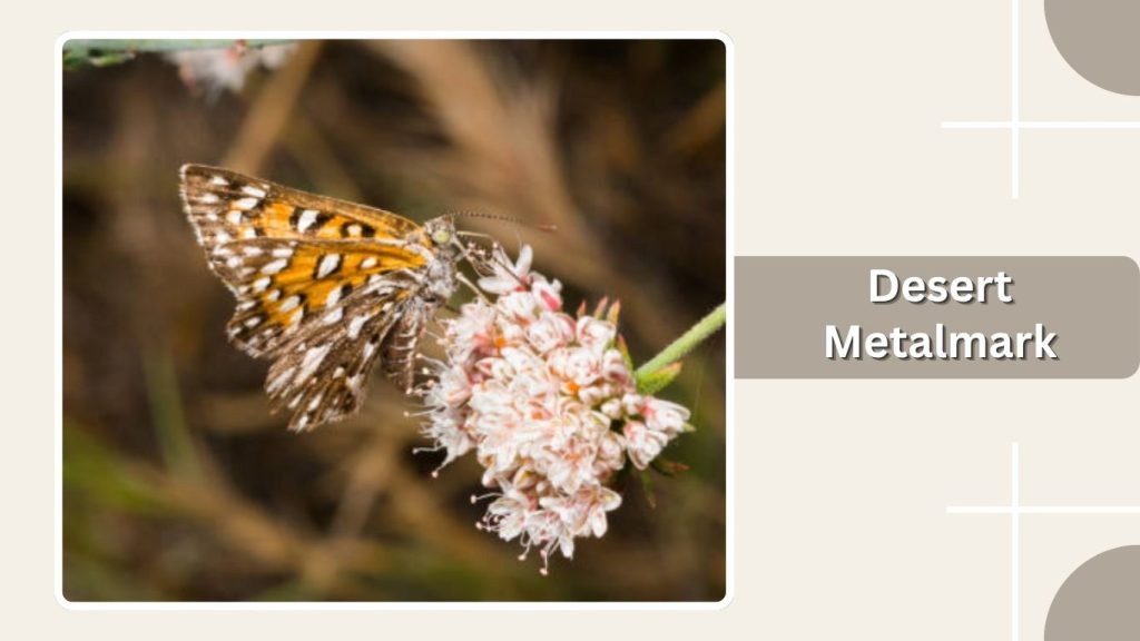 Desert Metalmark