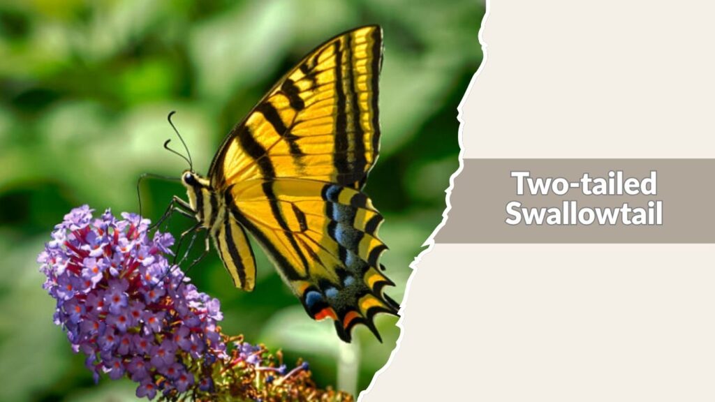 Two-tailed Swallowtail