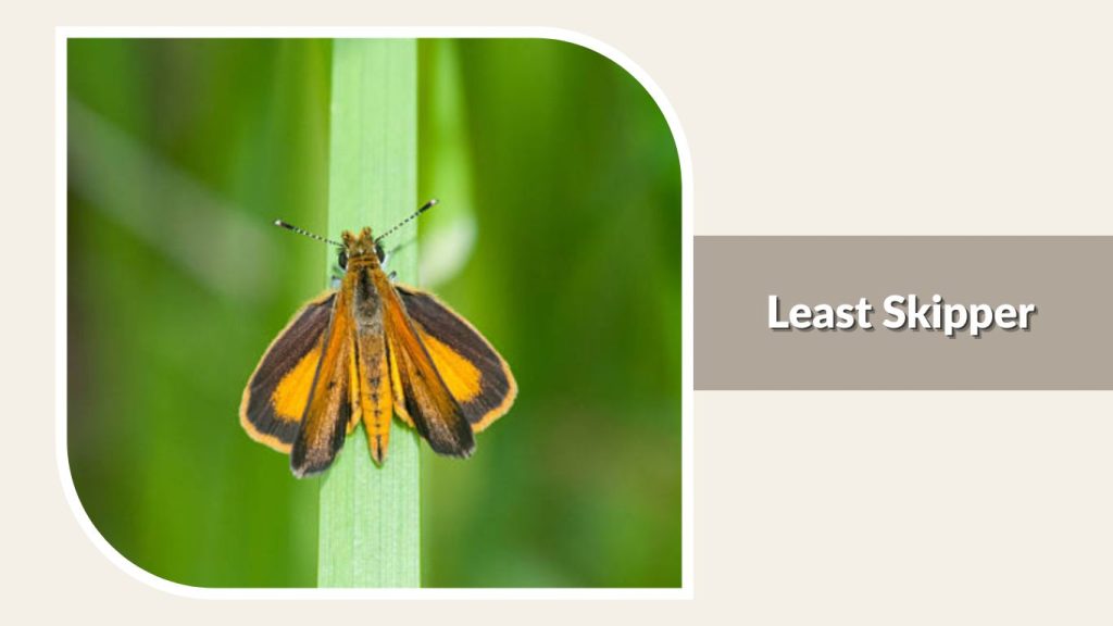 Least Skipper