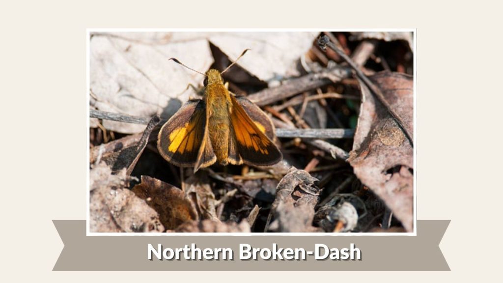 Northern Broken-Dash