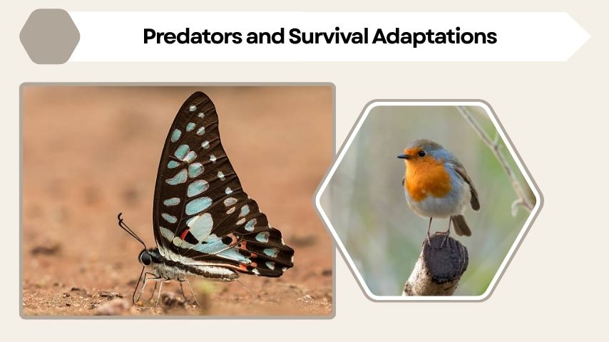 Predators and Survival Adaptations