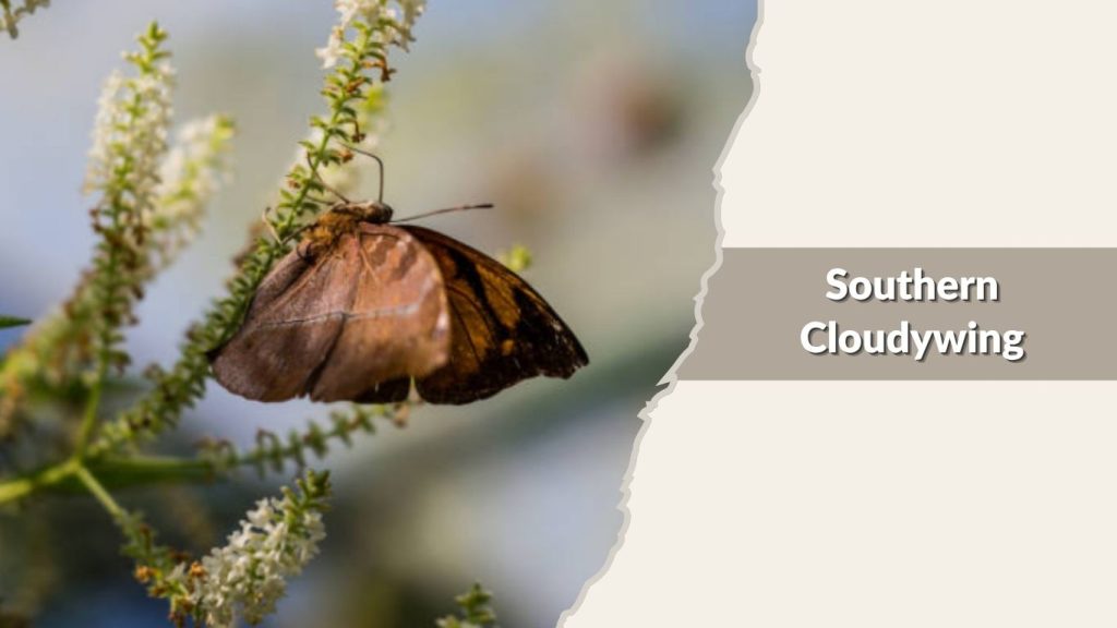 Southern Cloudywing