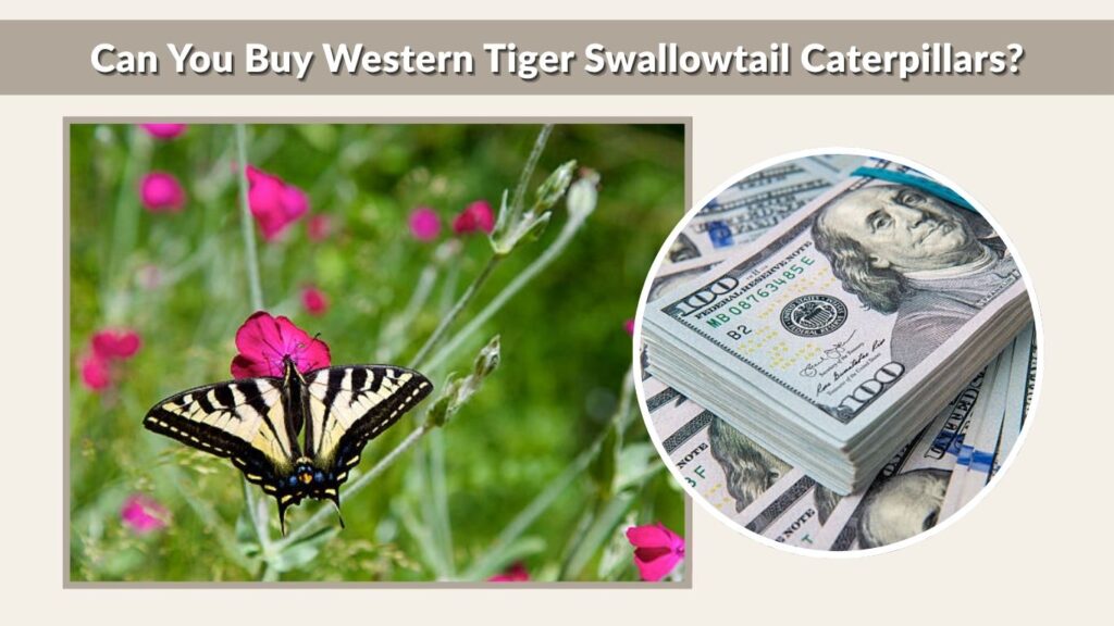 Can You Buy Western Tiger Swallowtail Caterpillars?