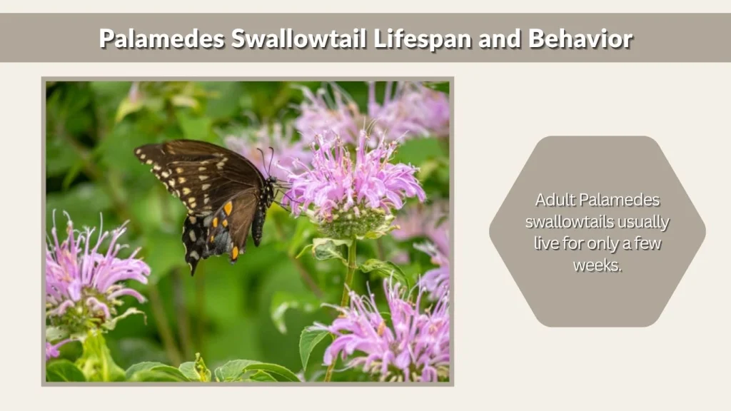 Palamedes Swallowtail Lifespan and Behavior