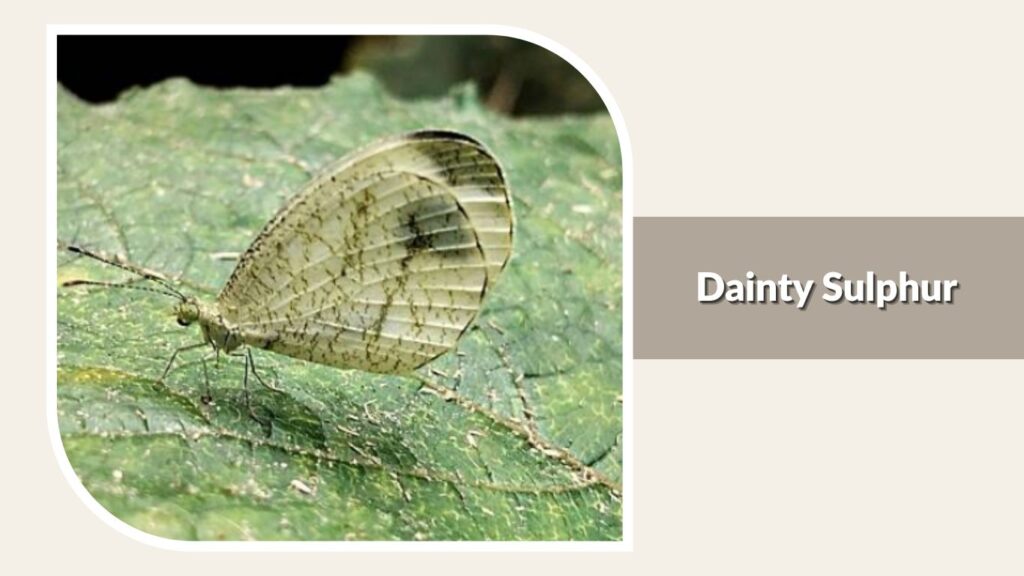 Dainty Sulphur