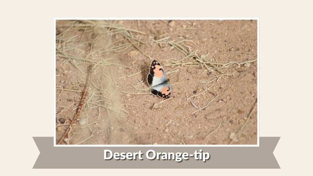  Desert Orange-tip