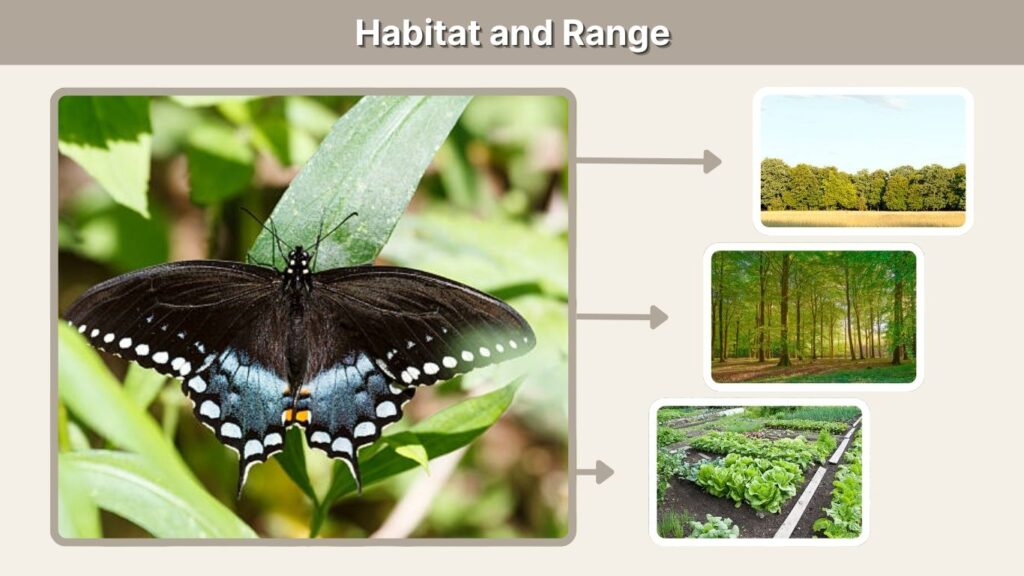 Habitat and Range