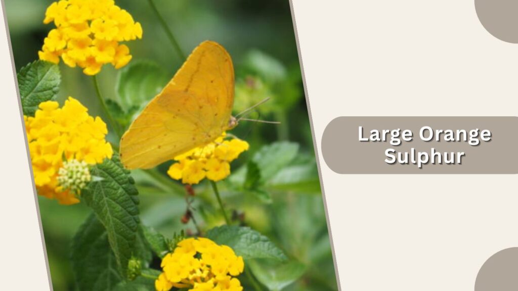  Large Orange Sulphur