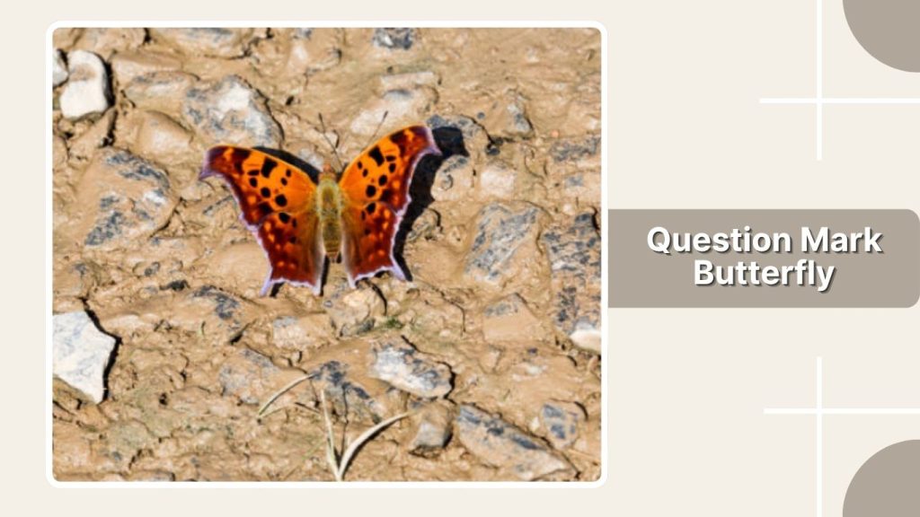  Question Mark Butterfly
