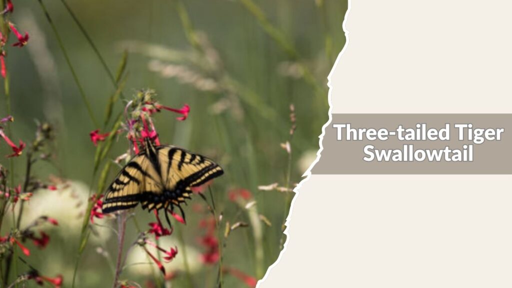 Three-tailed Tiger Swallowtail