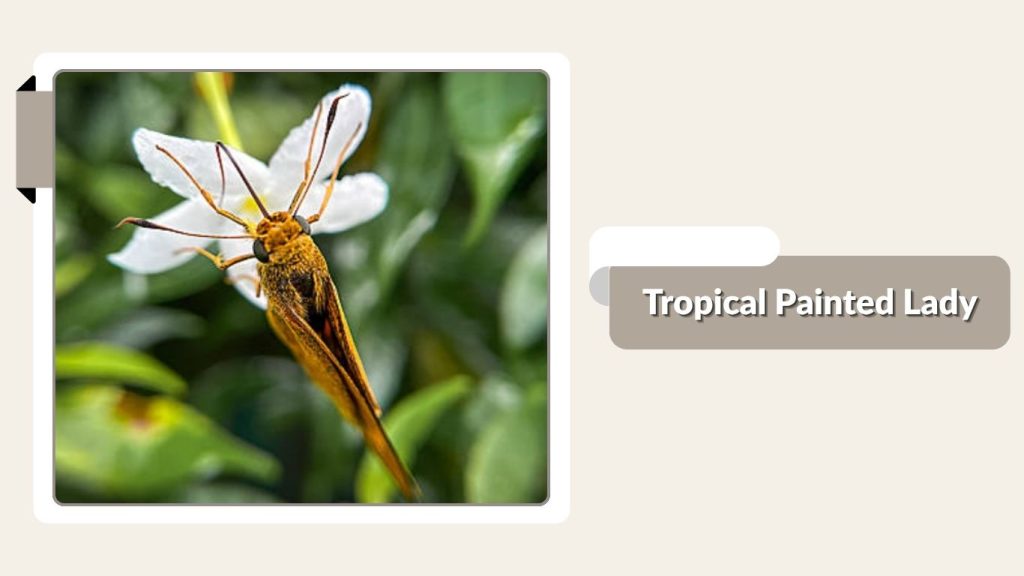 Tropical Painted Lady
