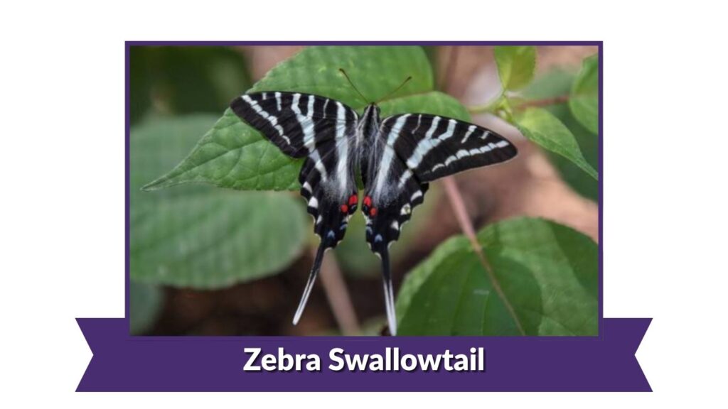 Zebra Swallowtail