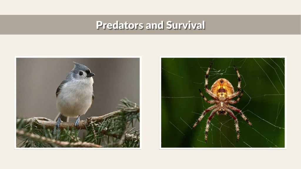 Predators and Survival