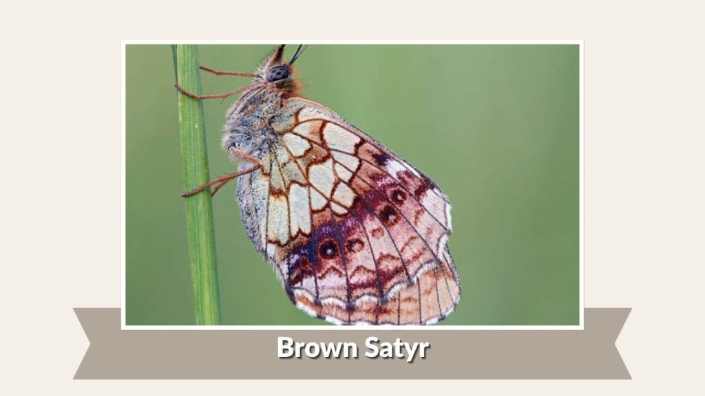  Brown Satyr