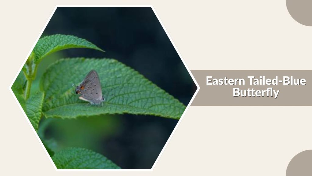 Eastern Tailed-Blue Butterfly