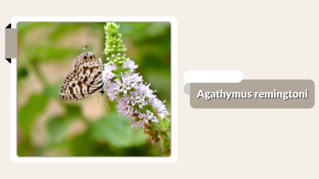 Agathymus remingtoni