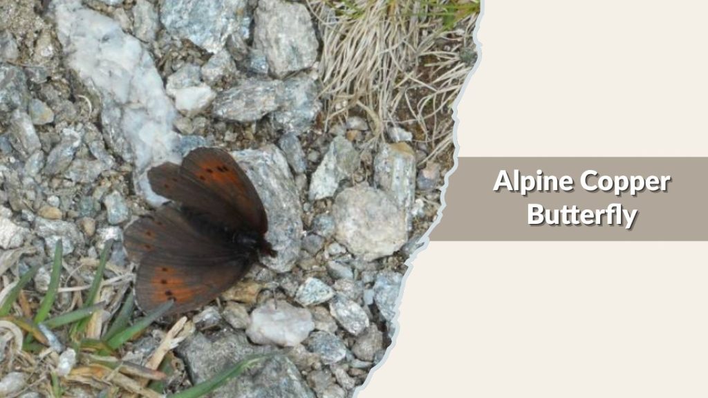Alpine Copper Butterfly