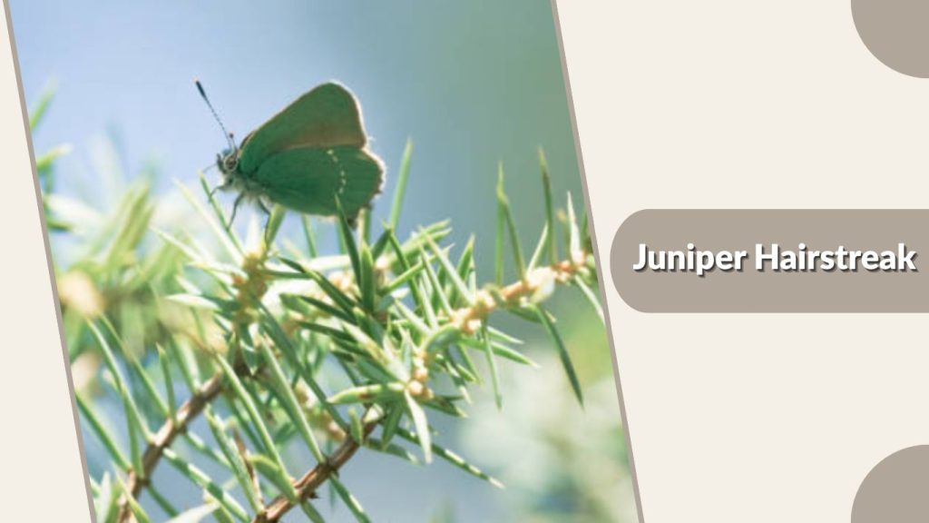 Juniper Hairstreak