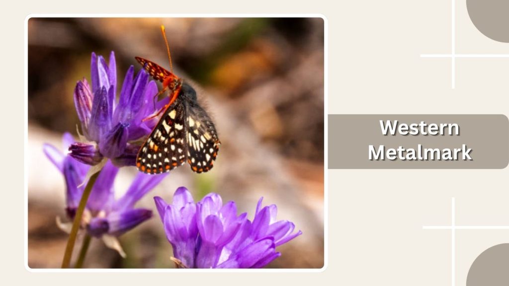 Western Metalmark