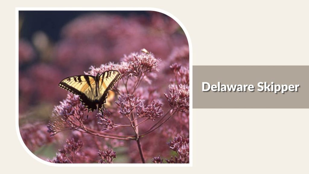 Delaware Skipper