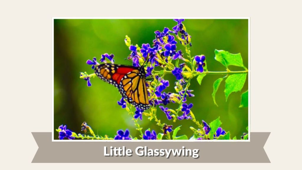 Little Glassywing